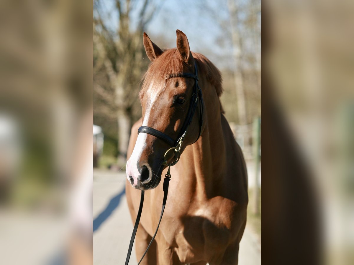 Holsteiner Stute 5 Jahre 167 cm Fuchs in Jettingen-Scheppach