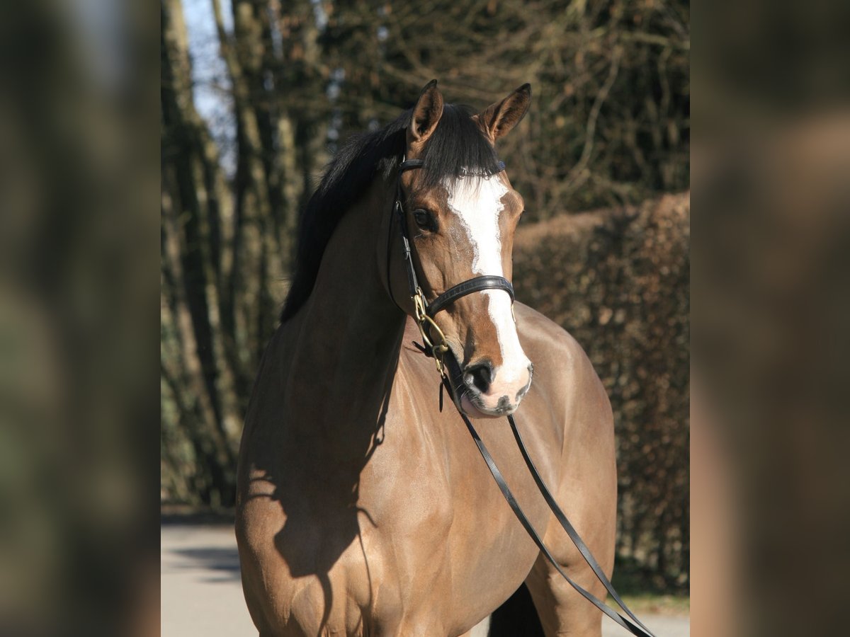 Holsteiner Stute 5 Jahre 168 cm Brauner in Jettingen-Scheppach