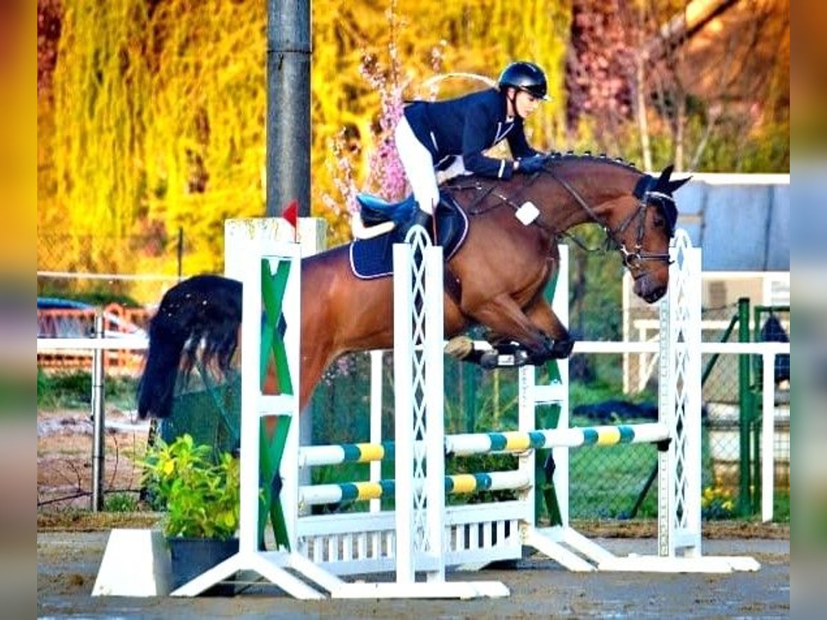 Holsteiner Stute 5 Jahre 168 cm Brauner in Elbtal Holsteiner Stute 5 Jahre 168 cm Brauner in Elbtal