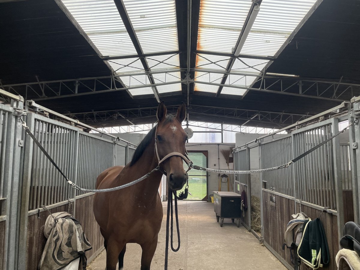 Holsteiner Stute 5 Jahre 168 cm Brauner in Itzehoe