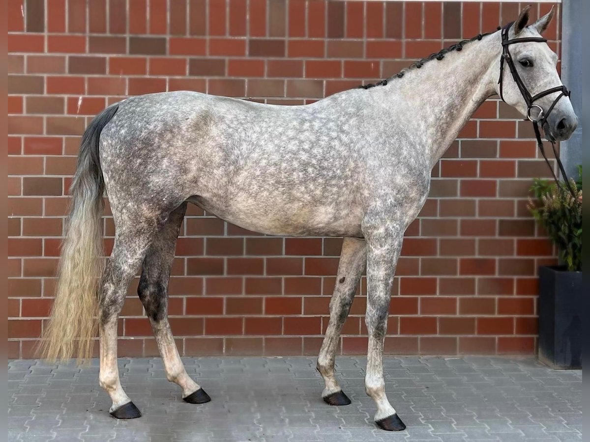 Holsteiner Stute 5 Jahre 168 cm Schimmel in Vechta