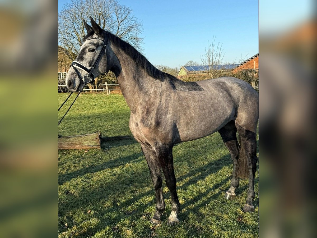 Holsteiner Stute 5 Jahre 169 cm Apfelschimmel in Tangstedt