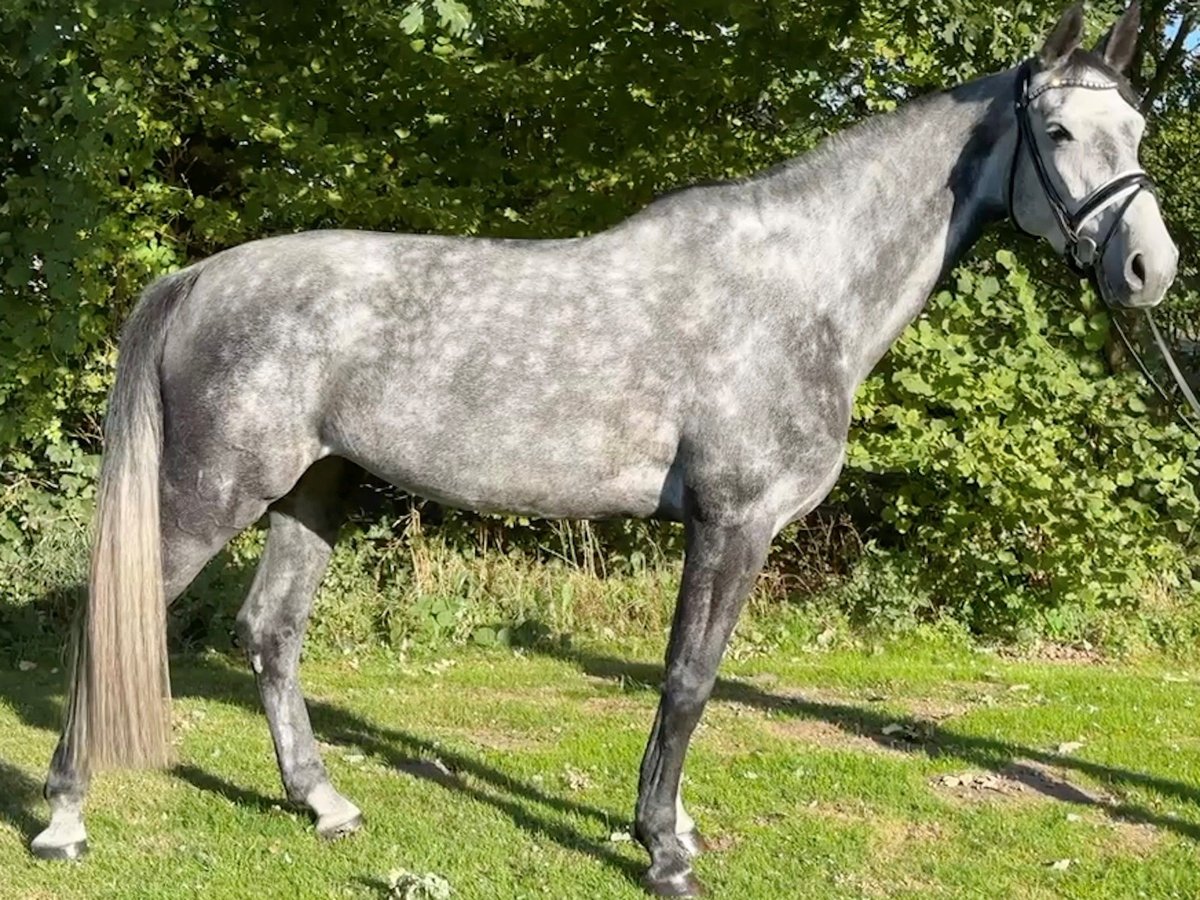 Holsteiner Stute 5 Jahre 169 cm Apfelschimmel in Tangstedt