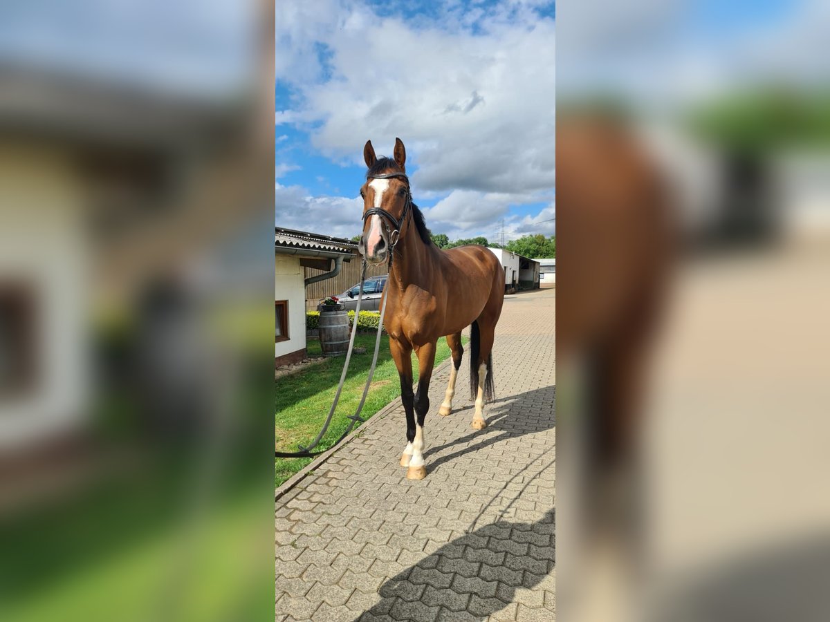 Holsteiner Stute 5 Jahre 170 cm in Lebach