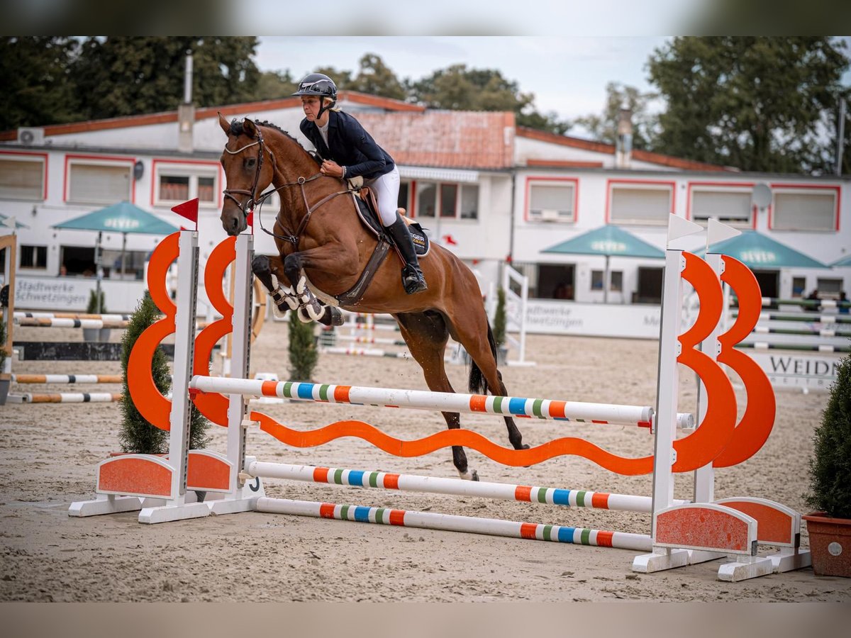 Holsteiner Stute 5 Jahre 172 cm Brauner in Mannheim
