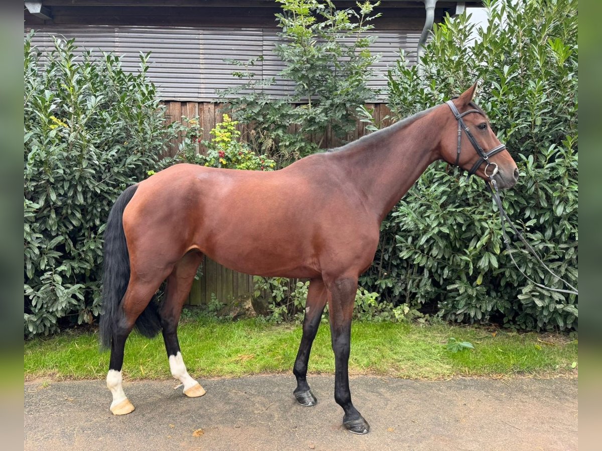 Holsteiner Stute 5 Jahre 172 cm Brauner in Grevesmühlen