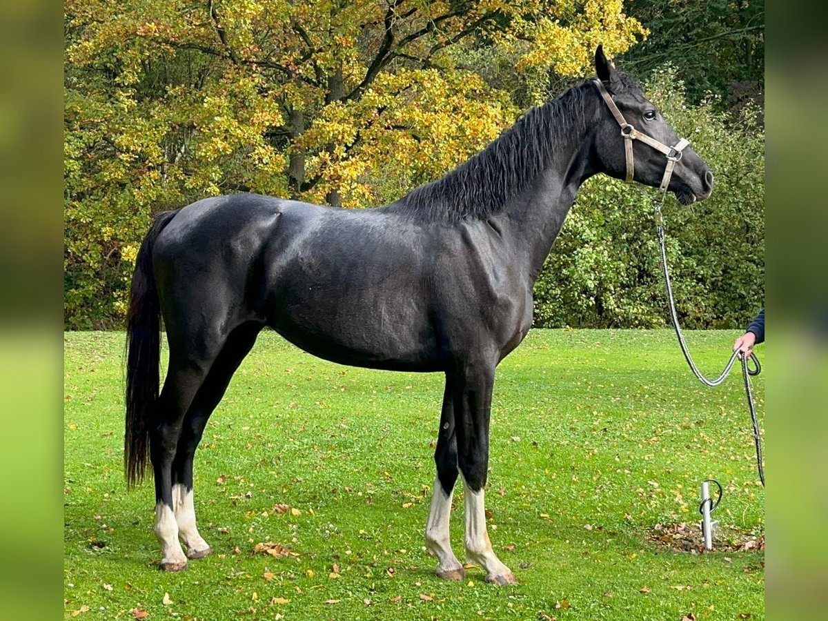 Holsteiner Stute 5 Jahre 172 cm Rappe in Wonfurt