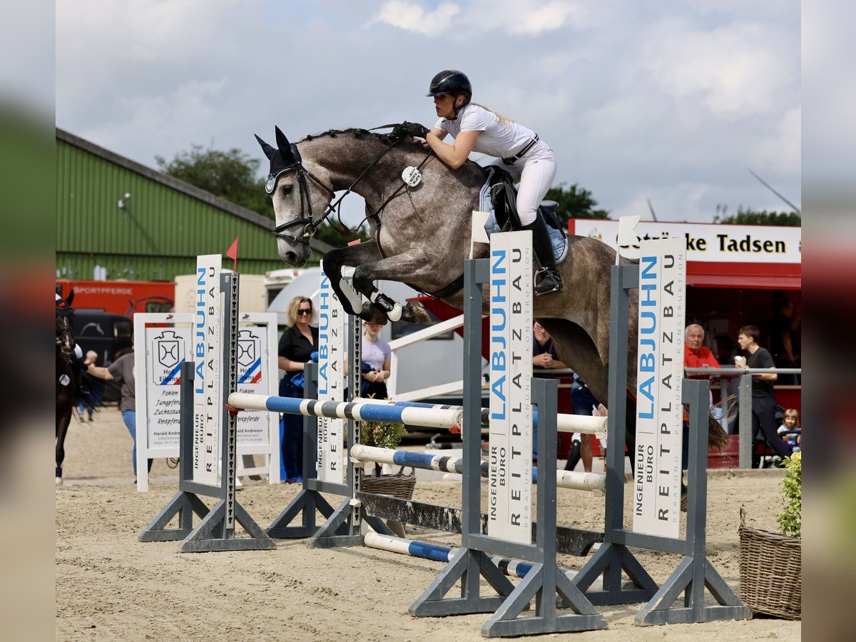 Holsteiner Stute 5 Jahre 172 cm Schimmel in Neukirchen