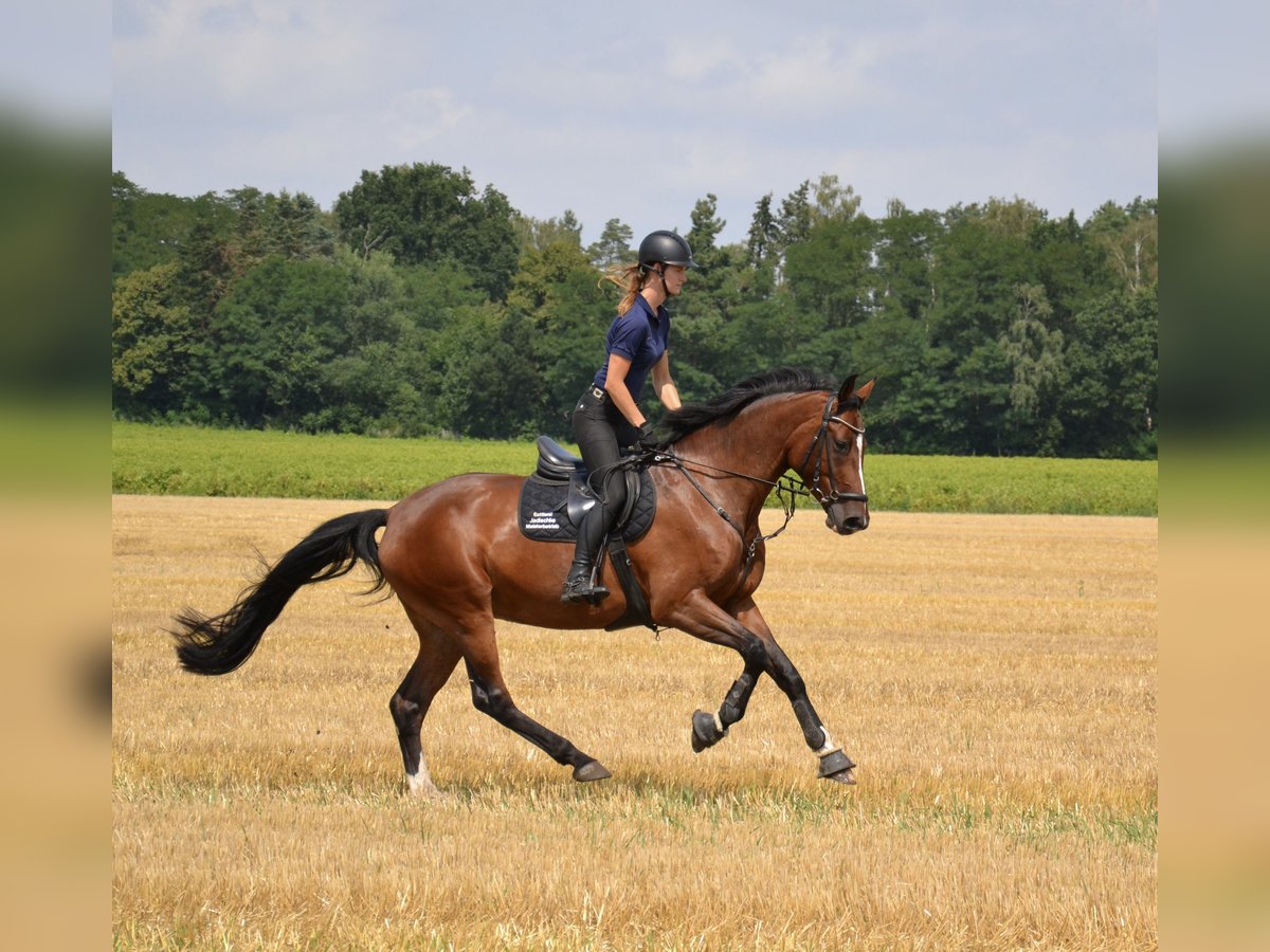 Holsteiner, Stute in Wittingen