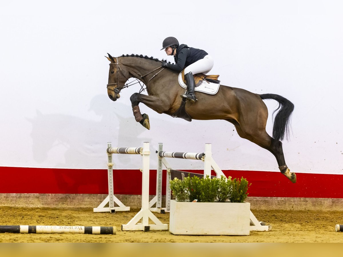 Holsteiner Stute 5 Jahre 174 cm Brauner in Waddinxveen