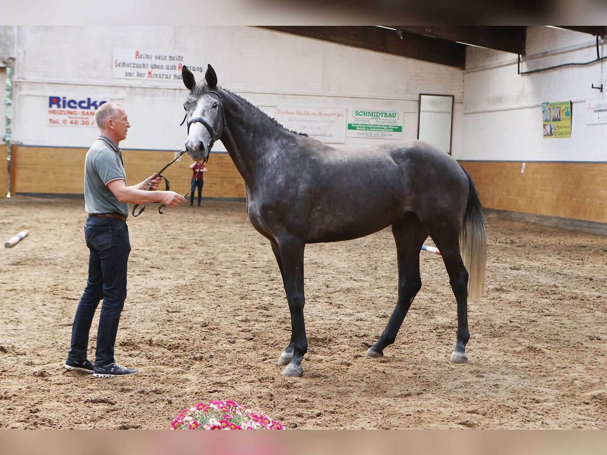 Holsteiner Stute 5 Jahre 174 cm Schimmel in W&#xF6;hrden