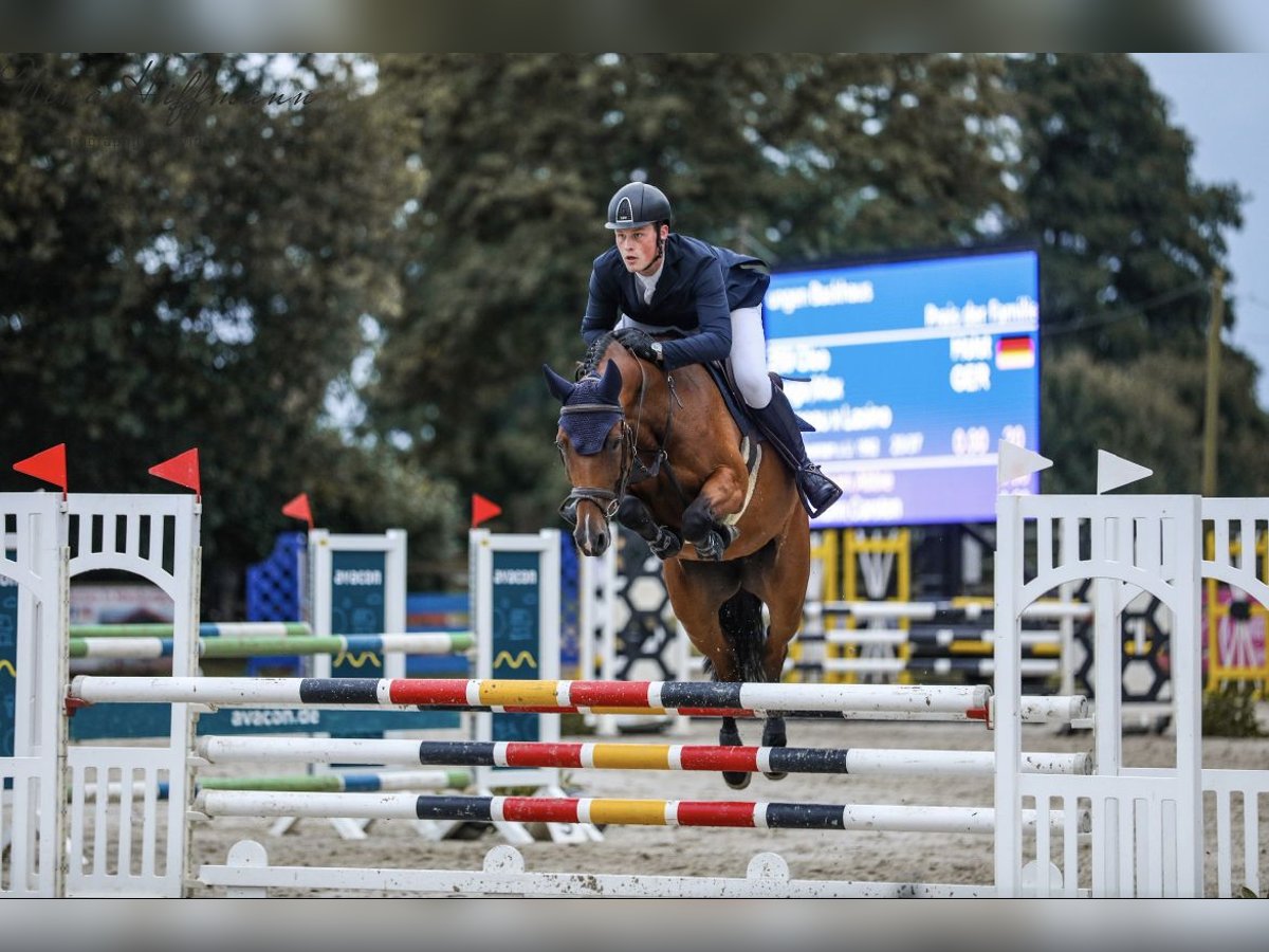 Holsteiner Stute 6 Jahre 162 cm Brauner in Salzhausen