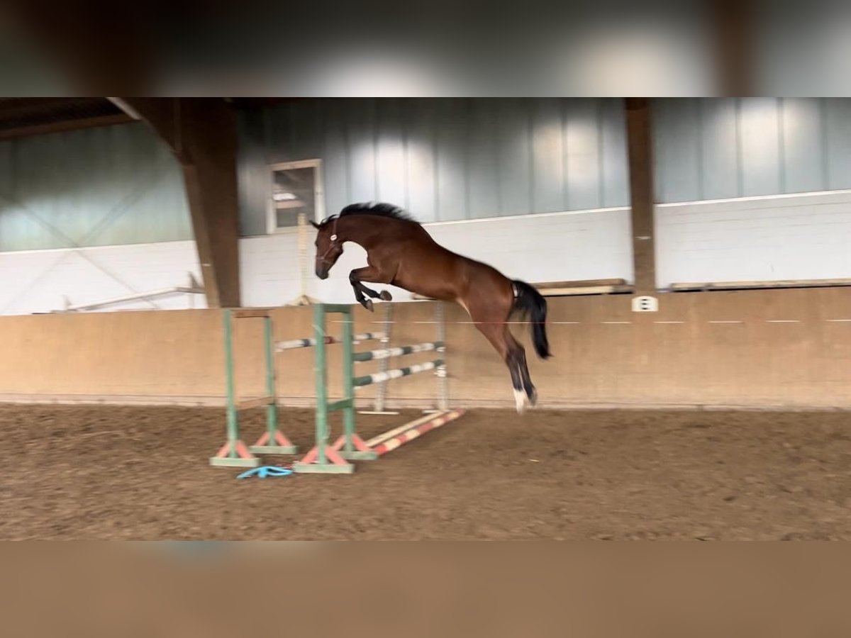 Holsteiner Stute 6 Jahre 165 cm Brauner in Lübeck