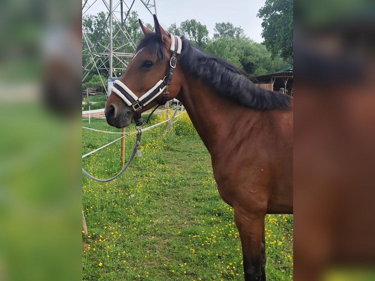 Holsteiner Stute 6 Jahre 165 cm Brauner in L&#xF6;rrach
