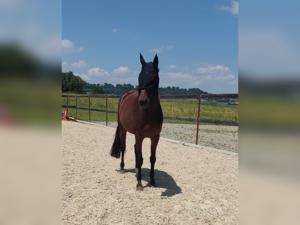 Holsteiner Stute 6 Jahre 166 cm Dunkelbrauner in Gottmadingen