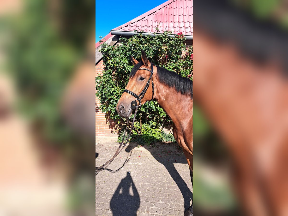 Holsteiner Stute 6 Jahre 167 cm Brauner in Hodrof