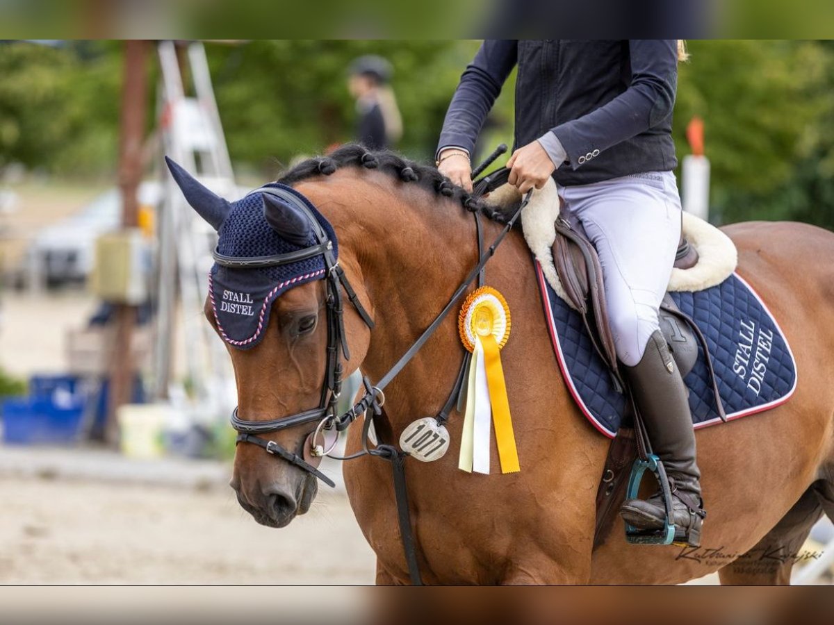Holsteiner Stute 6 Jahre 167 cm Brauner in W&#xE4;chtersbach