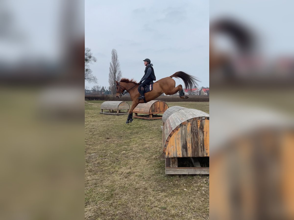 Holsteiner Stute 6 Jahre 167 cm Fuchs in Starogard Gdański
