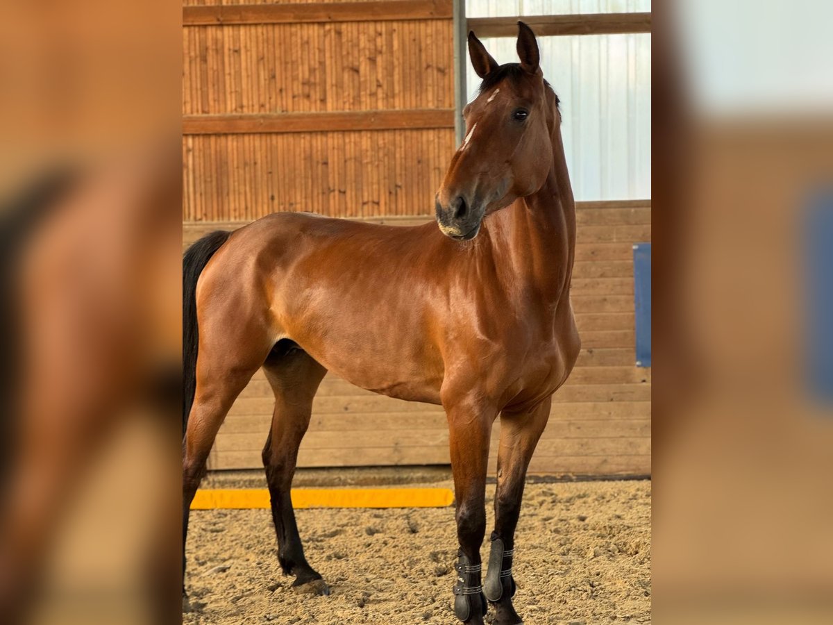 Holsteiner Stute 6 Jahre 168 cm Brauner in Kirchberg