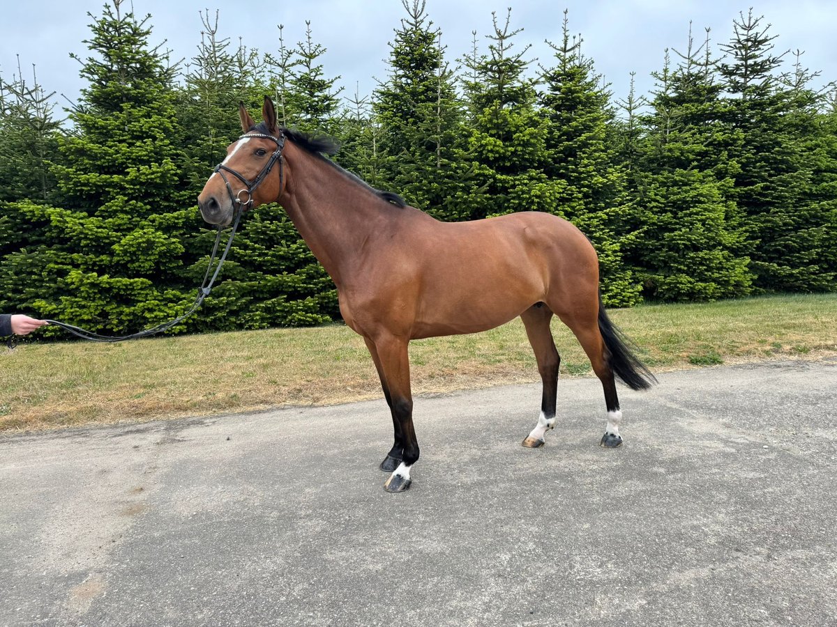 Holsteiner Stute 6 Jahre 168 cm Brauner in Vojens