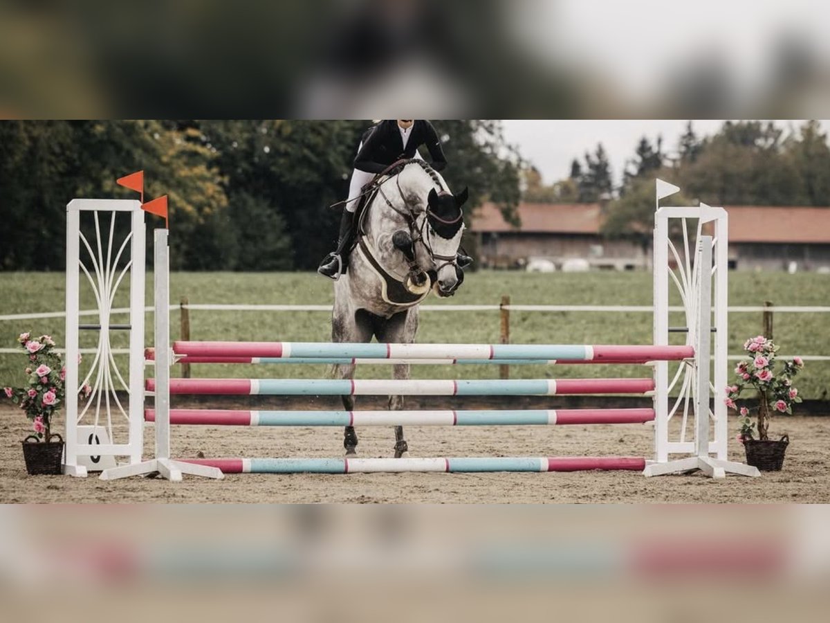 Holsteiner Stute 6 Jahre 170 cm Apfelschimmel in Bruckm&#xFC;hl