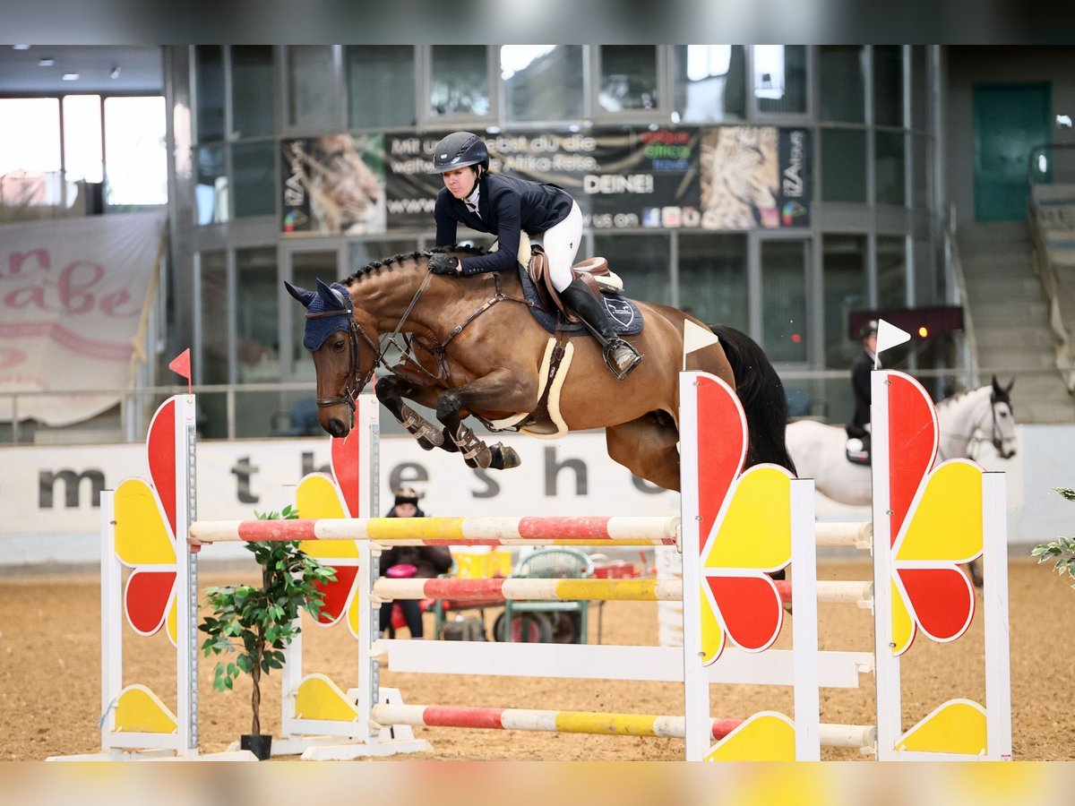 Holsteiner Stute 6 Jahre 170 cm Brauner in Sandhausen