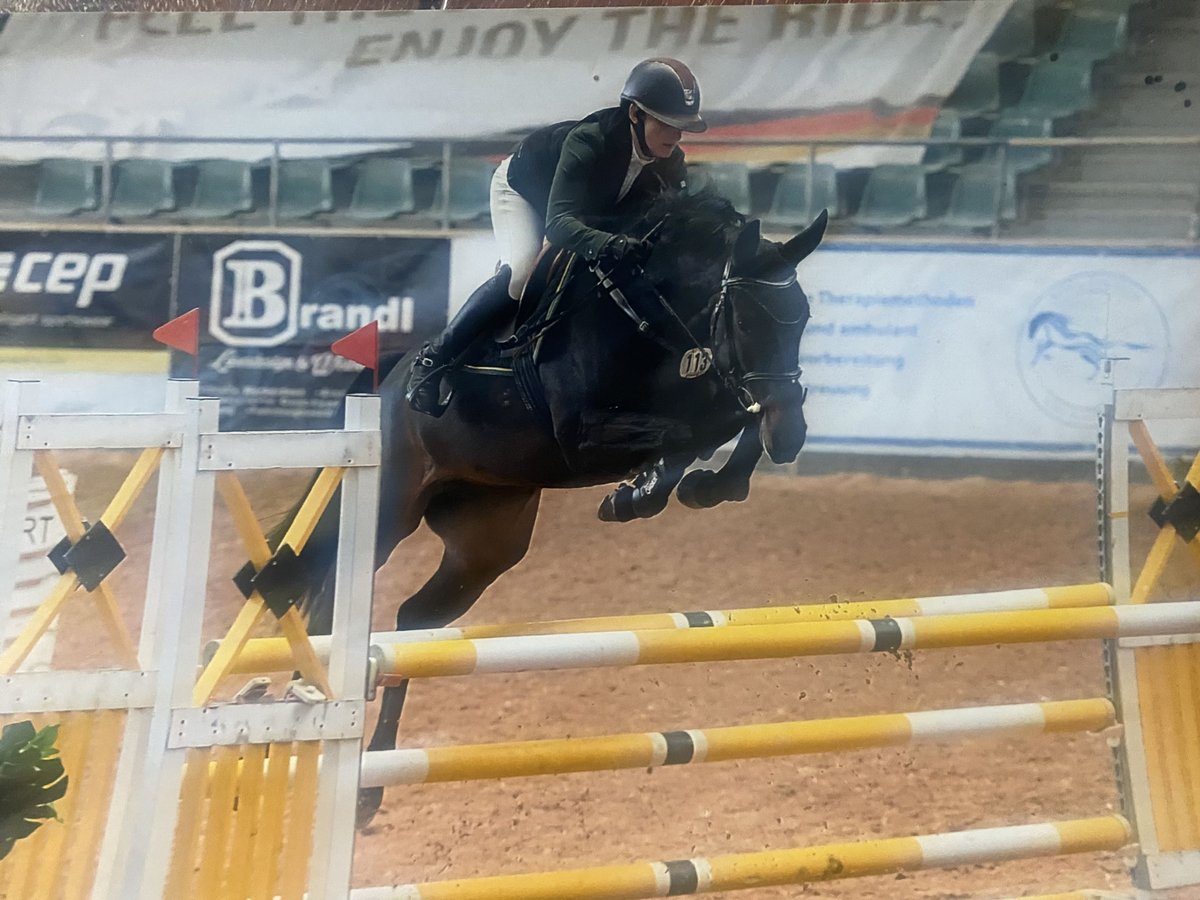 Holsteiner Stute 6 Jahre 171 cm Rappe in Lustadt