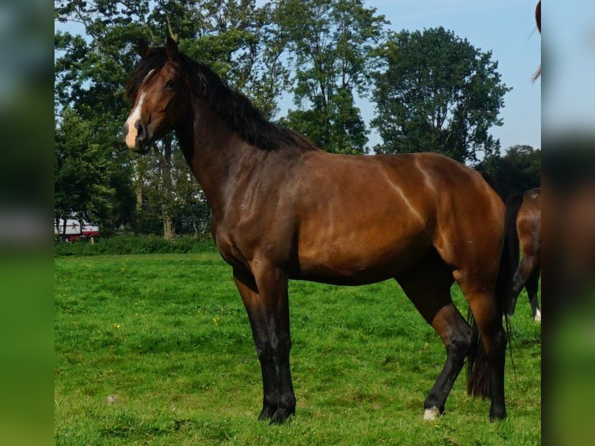 Holsteiner, Stute in Kaiser-Wilhelm-Koog