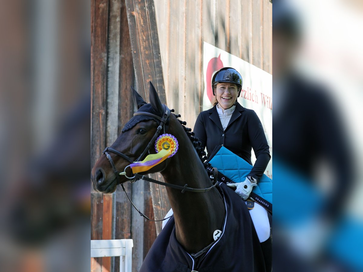 Holsteiner Stute 6 Jahre 172 cm Dunkelbrauner in Aschheim