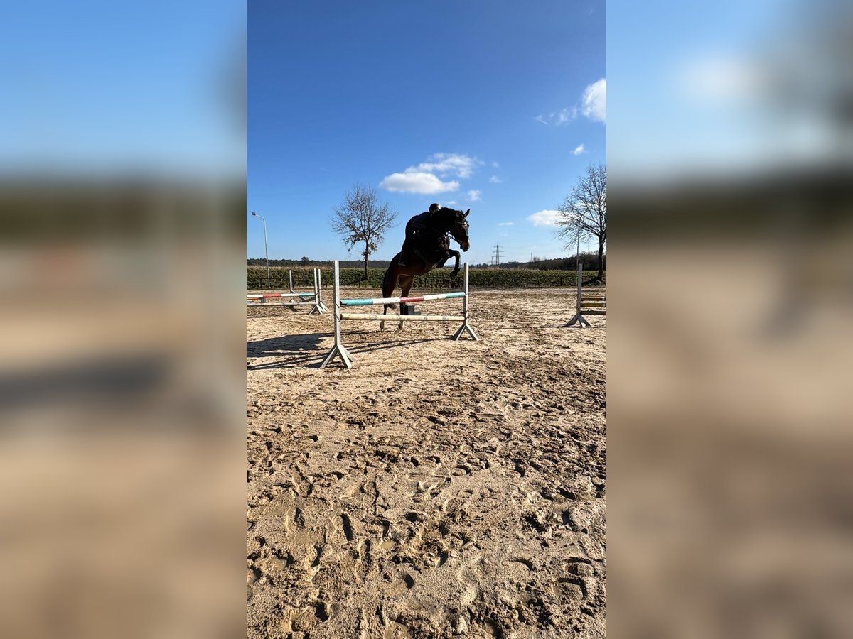 Holsteiner Stute 6 Jahre 173 cm Brauner in Babenhausen
