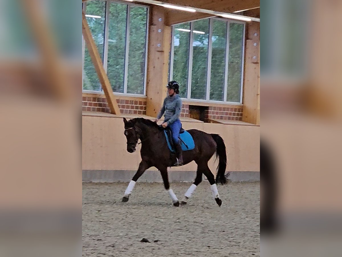 Holsteiner Stute 7 Jahre 160 cm Brauner in Krumstedt
