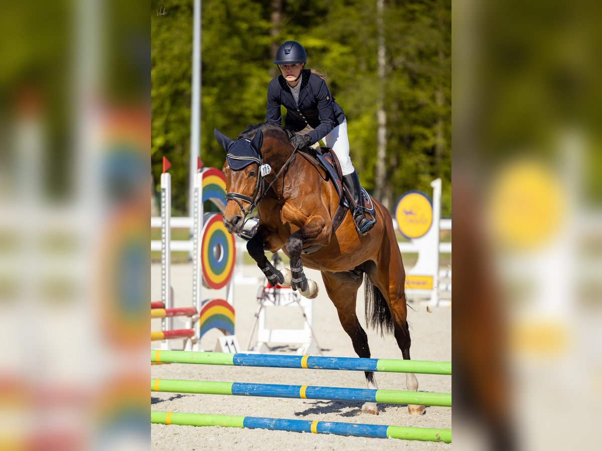 Holsteiner Stute 7 Jahre 162 cm Rappschimmel in SZCZECIN