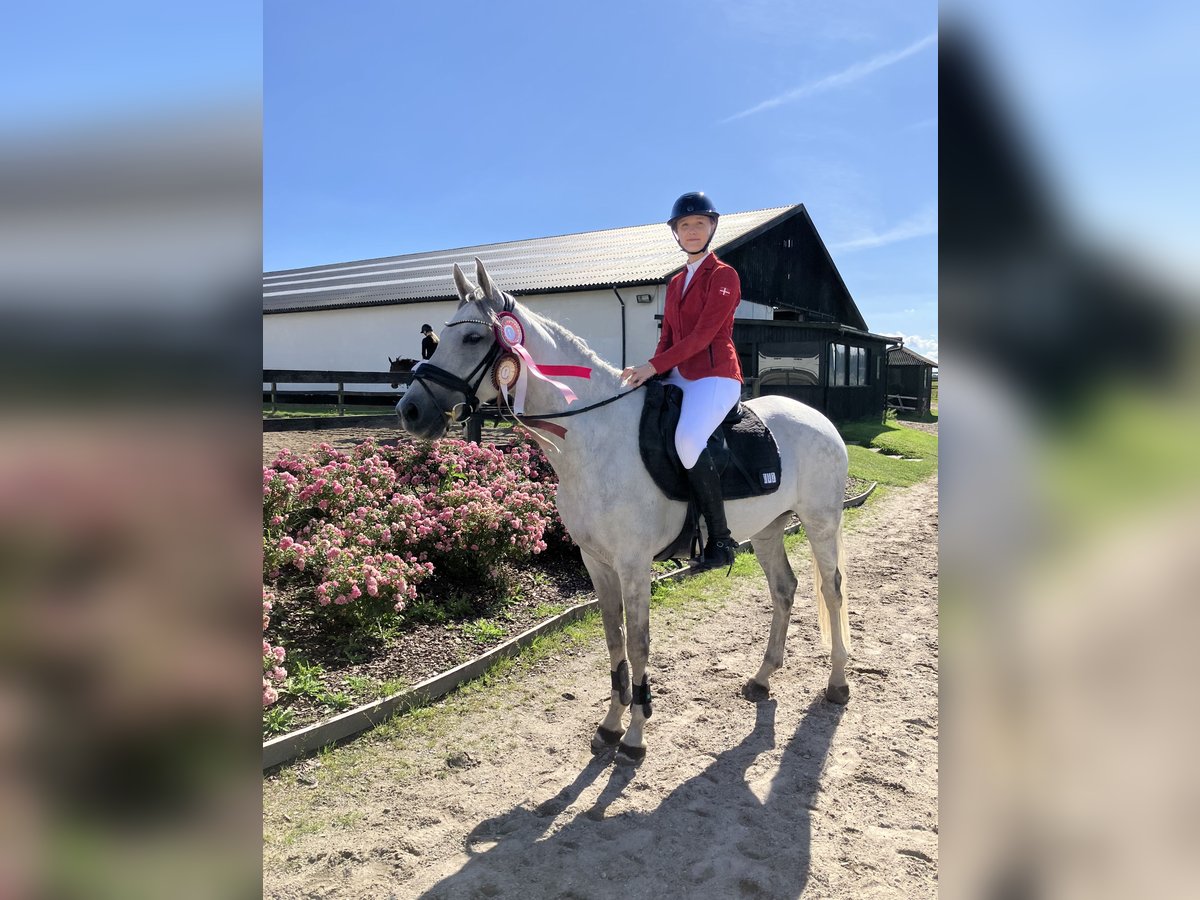 Holsteiner Stute 7 Jahre 163 cm Schimmel in Fredensborg