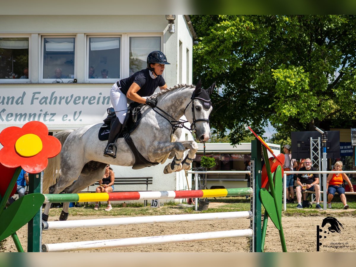Holsteiner Stute 7 Jahre 166 cm Schimmel in Cottbus