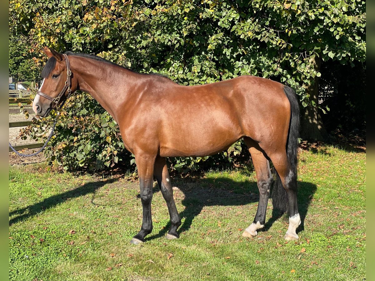 Holsteiner Stute 7 Jahre 167 cm Brauner in GROTE-BROGEL