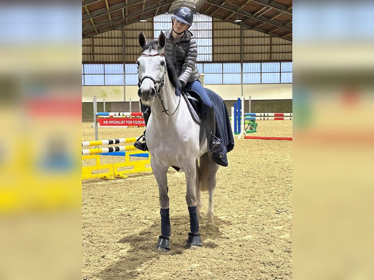 Holsteiner Stute 7 Jahre 167 cm Schimmel in Castrop-Rauxel