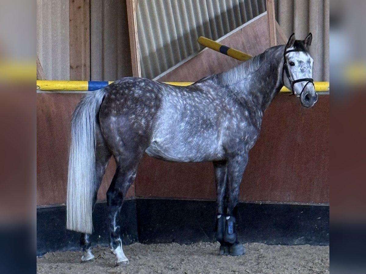 Holsteiner Stute 7 Jahre 167 cm Schimmel in Gro&#xDF;-Umstadt