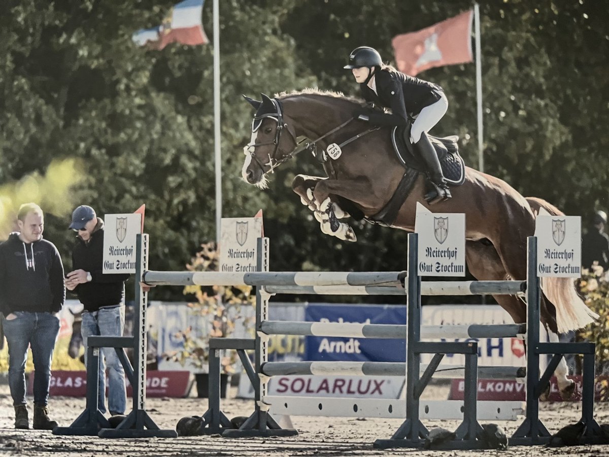 Holsteiner Stute 7 Jahre 168 cm Fuchs in Melle Holsteiner Stute 7 Jahre 168 cm Fuchs in Melle
