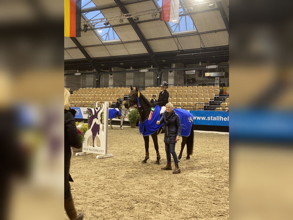 Holsteiner Stute 7 Jahre 168 cm Schwarzbrauner in Bargenstedt