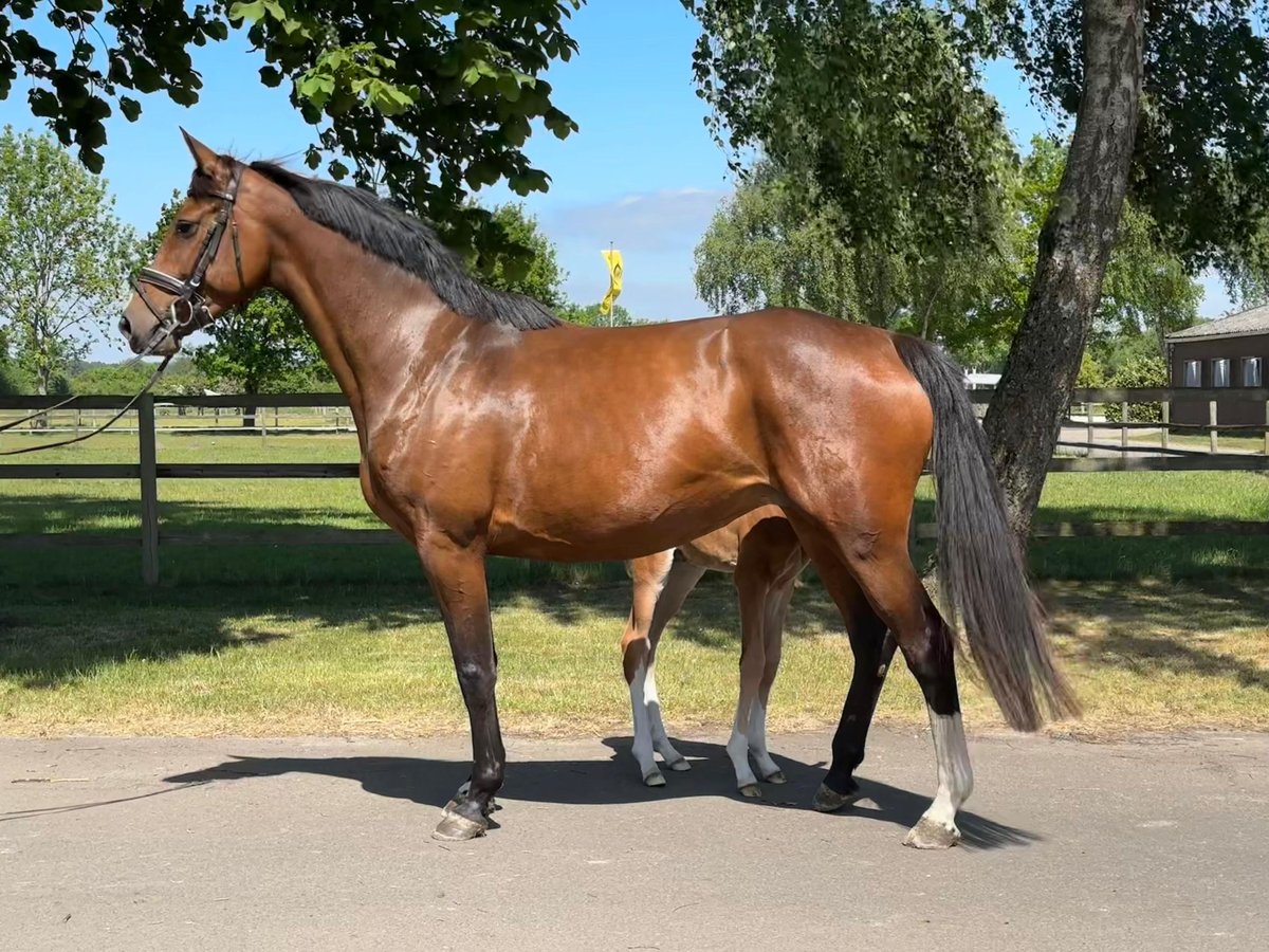 Holsteiner Stute 7 Jahre 169 cm Brauner in Weyhe