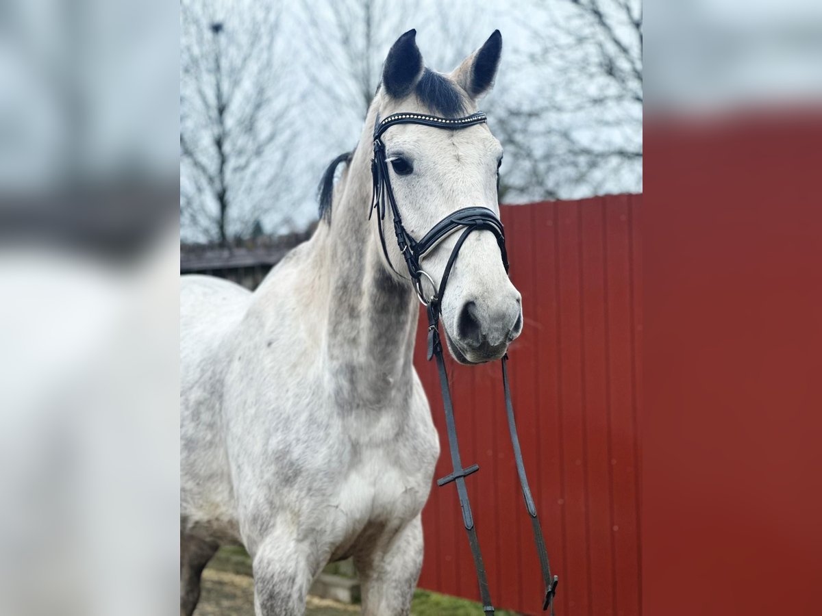 Holsteiner Stute 7 Jahre 170 cm Apfelschimmel in Ottweiler