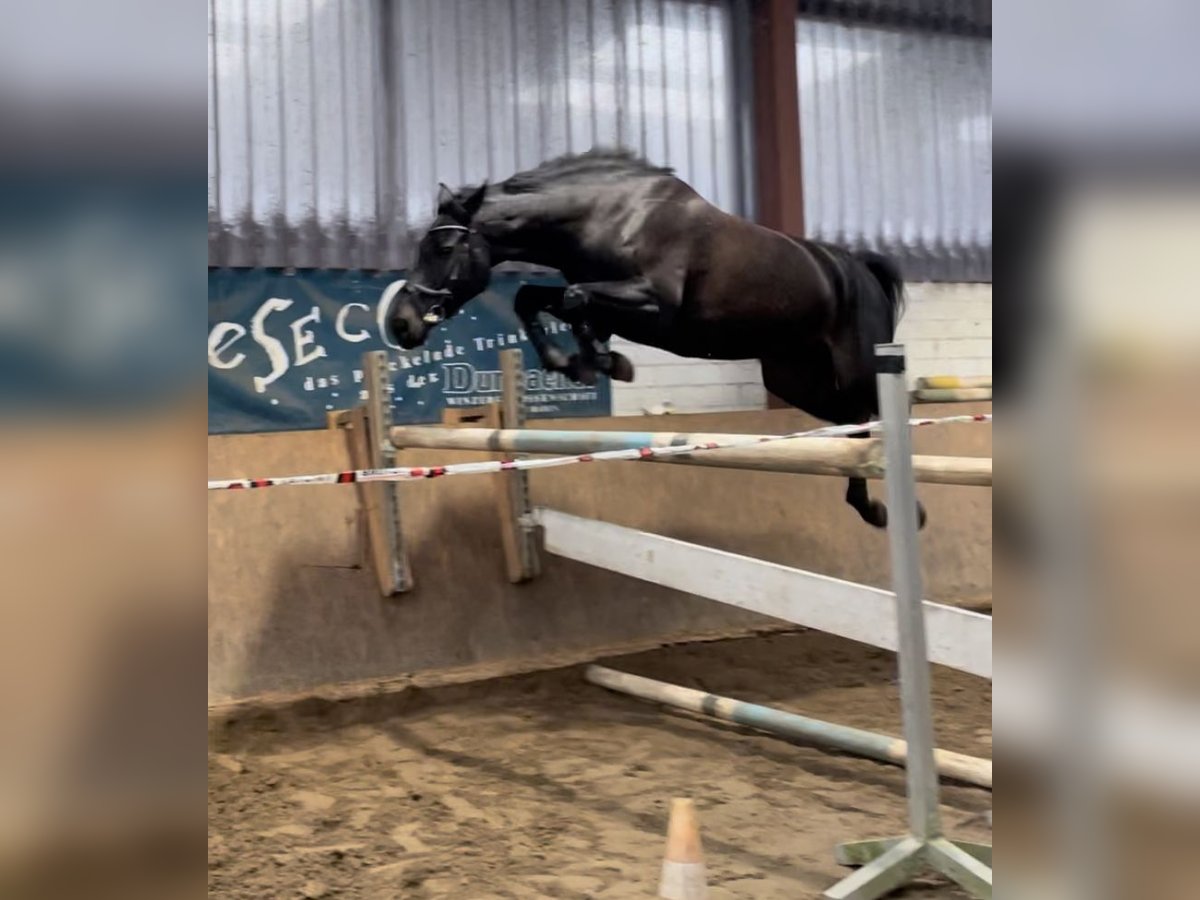 Holsteiner Stute 7 Jahre 170 cm Schwarzbrauner in Westerstede