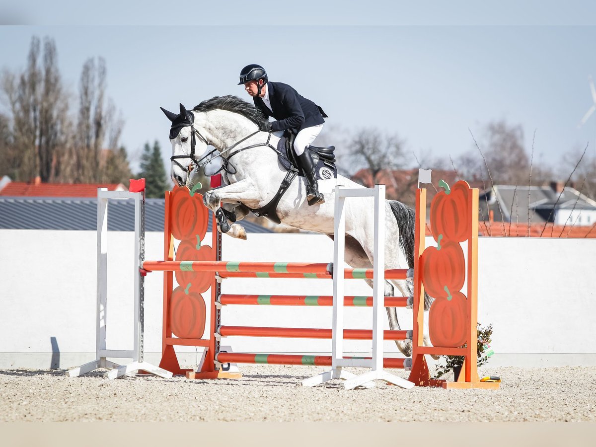 Holsteiner Stute 7 Jahre 172 cm Schimmel in Braunsbedra