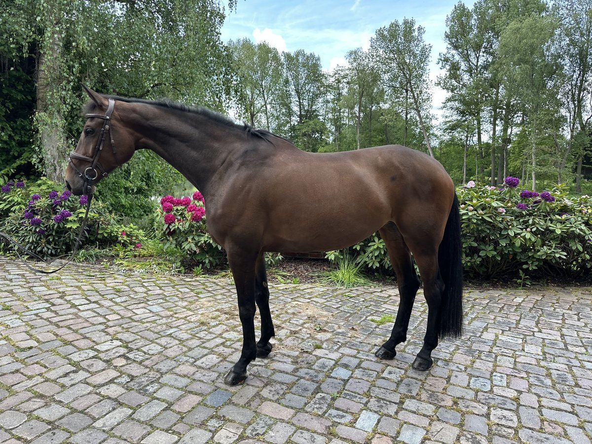 Holsteiner Stute 7 Jahre 174 cm Brauner in Bovenau