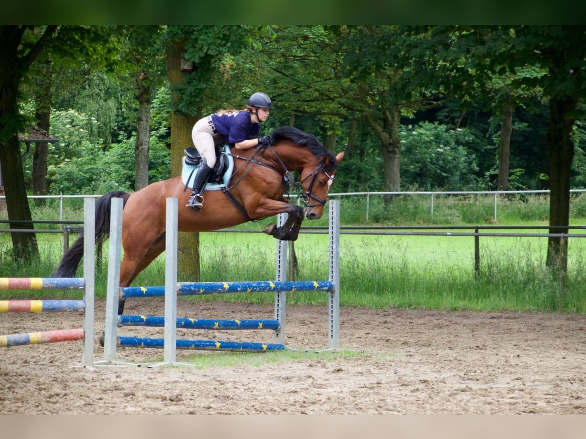 Holsteiner Stute 8 Jahre 163 cm Brauner in Kevelaer