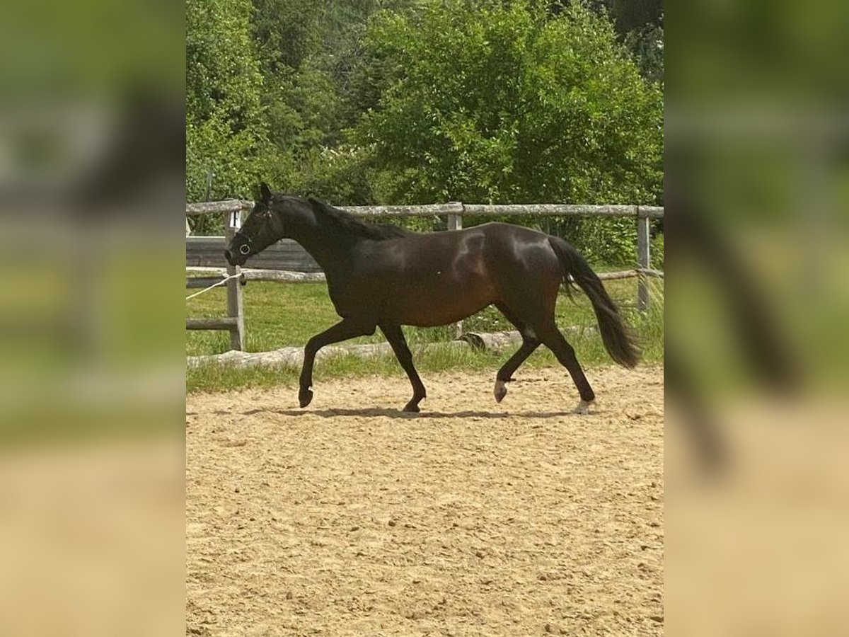 Holsteiner Stute 8 Jahre 163 cm Rappe in Lichtenau im M&#xFC;hlkreis