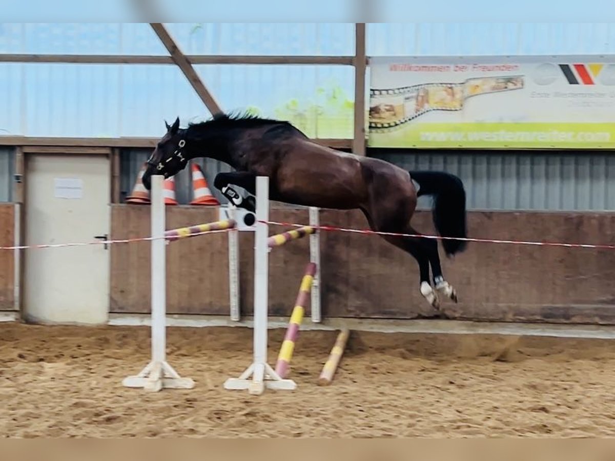 Holsteiner Stute 8 Jahre 164 cm Brauner in Negernb&#xF6;tel