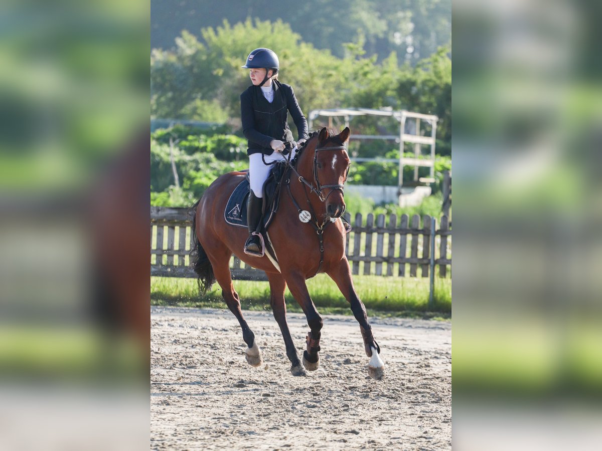 Holsteiner Stute 8 Jahre 165 cm Brauner in Sch&#xF6;nhorst