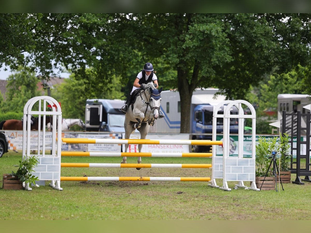 Holsteiner Stute 8 Jahre 165 cm Fliegenschimmel in Thedinghausen