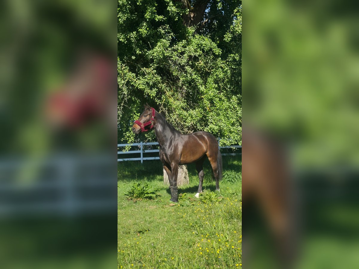 Holsteiner Stute 8 Jahre 170 cm Schwarzbrauner in Straubenhardt